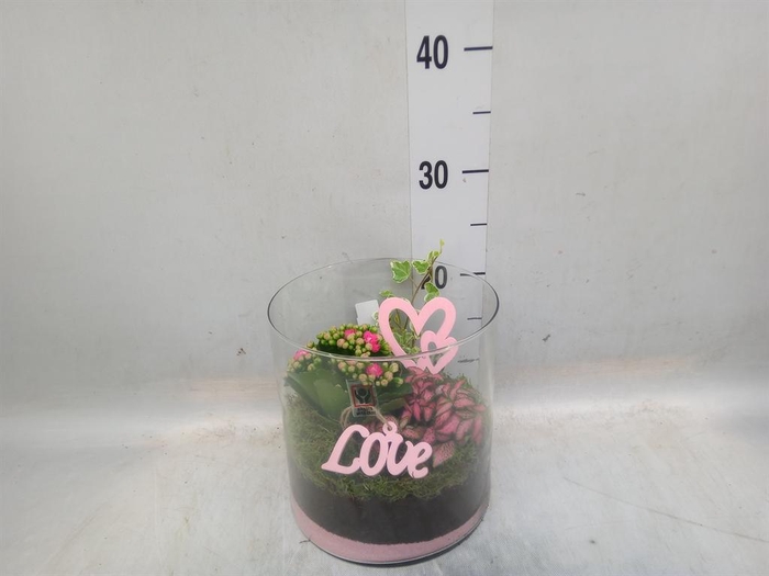<h4>Arr.    Planten  L%</h4>