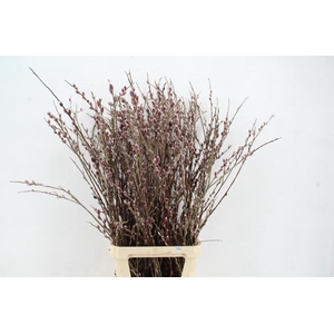 SALIX RED PASSION 120CM