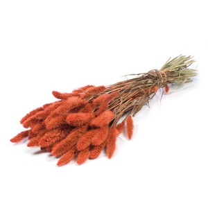 Setarea Burnt Orange