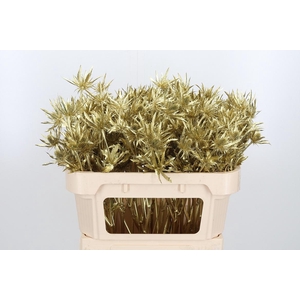 Eryn Orion Kl Bh Goud