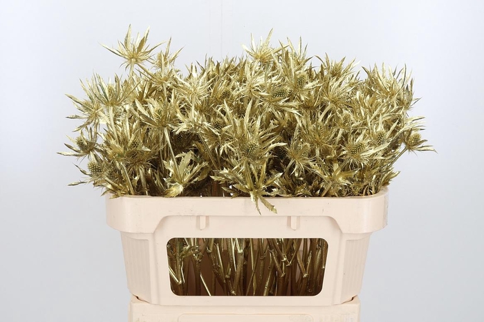 <h4>Eryn Orion Kl Bh Goud</h4>