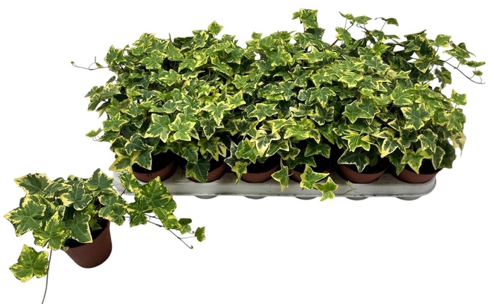 <h4>HED HE GOLD KOLIBRI</h4>