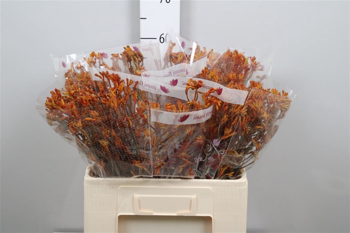 <h4>Anigoz Dark Orange</h4>