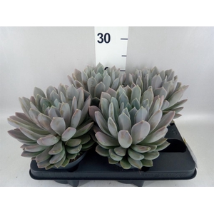 Pachyphytum  'Draco'