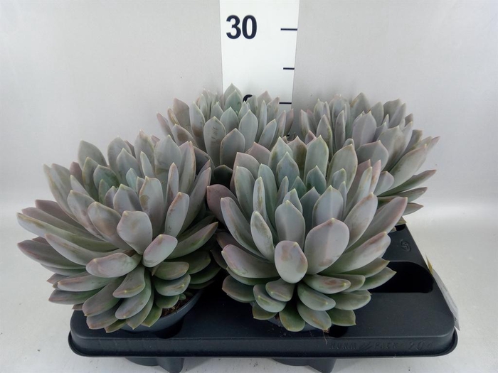 <h4>Pachyphytum  'Draco'</h4>