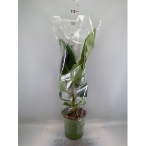 Musa  'Dwarf Cavendish'