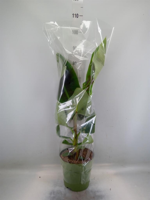 <h4>Musa  'Dwarf Cavendish'</h4>