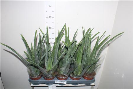 <h4>Aloe Vera</h4>