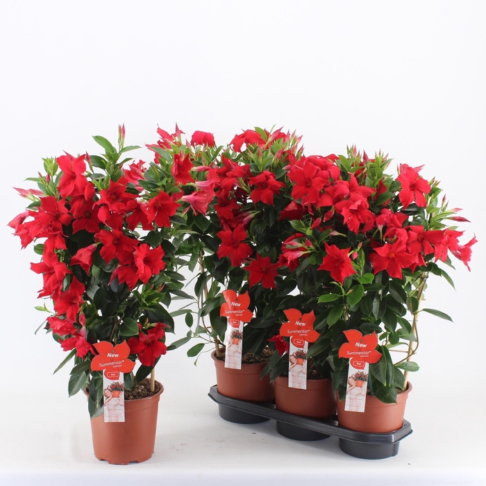 <h4>MANDE SUMMERST RED</h4>