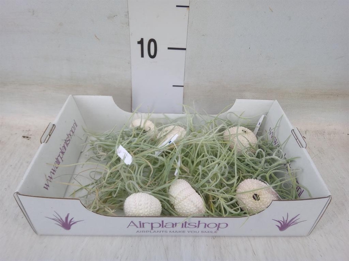 <h4>Arr.  Tillandsia L%</h4>