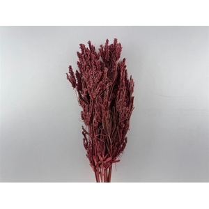 Dried Umbr. Sedge Big Leaf Red Bunch