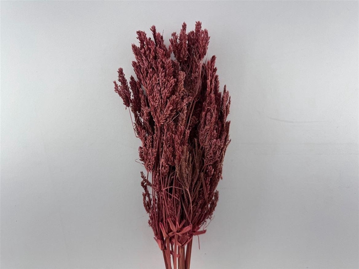 <h4>Dried Umbr. Sedge Big Leaf Red Bunch</h4>