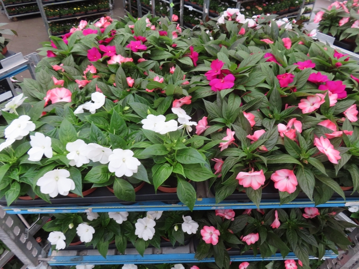 <h4>IMPAT NG MIXK 4 KL</h4>