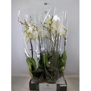 Phalaenopsis   ...white