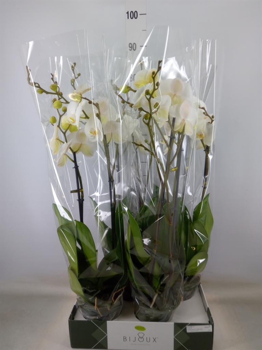 <h4>Phalaenopsis   ...white</h4>