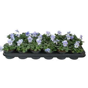 Viool corr licht blauw p9