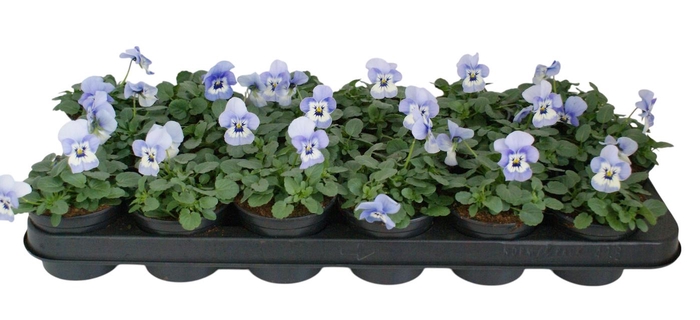 <h4>Viool corr licht blauw p9</h4>