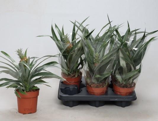 <h4>ANANAS ROSITA P12</h4>