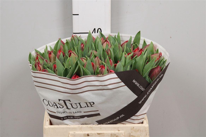 <h4>Tu Du Sartre</h4>