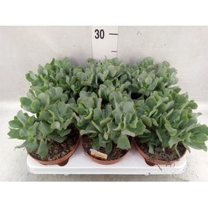 Crassula arborescens subsp. undilat