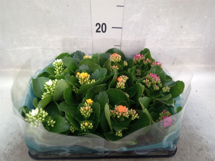 <h4>Kalanchoe blos.   ..</h4>