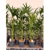 Howea Forsteriana 4pp