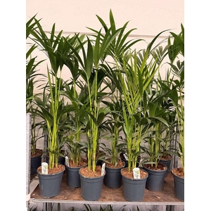 Howea Forsteriana 4pp