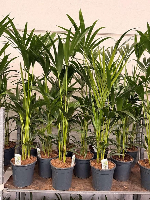 Howea Forsteriana 4pp