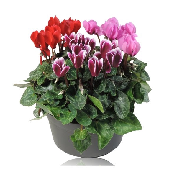 Cyclamen Super Serie Carnaval Schaal 19 cm