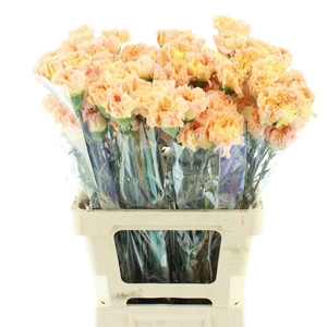 DI ST MONNALISA ORAN