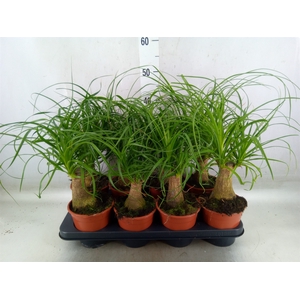 Beaucarnea recurvata