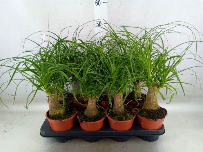 <h4>Beaucarnea recurvata</h4>