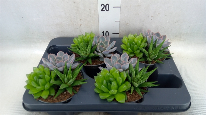 <h4>Succulents   ...mix 3</h4>