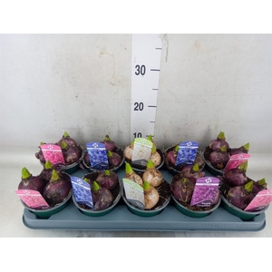 Hyacinthus orie.   ...mix 5