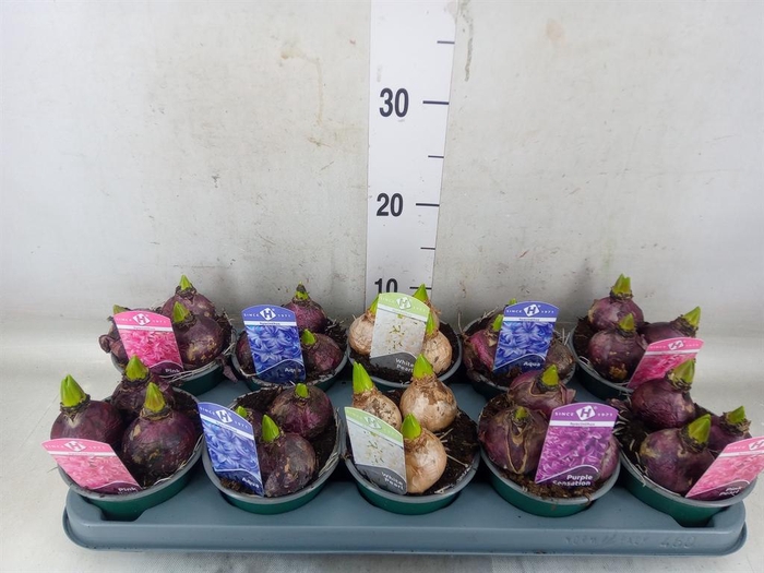 <h4>Hyacinthus orie.   ...mix 5</h4>