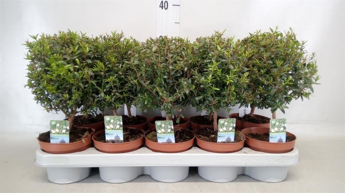 <h4>Myrtus communis</h4>