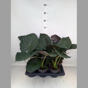 Alocasia  'Regal Shields'
