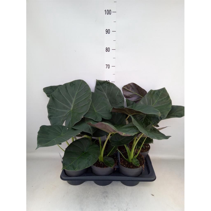<h4>Alocasia  'Regal Shields'</h4>