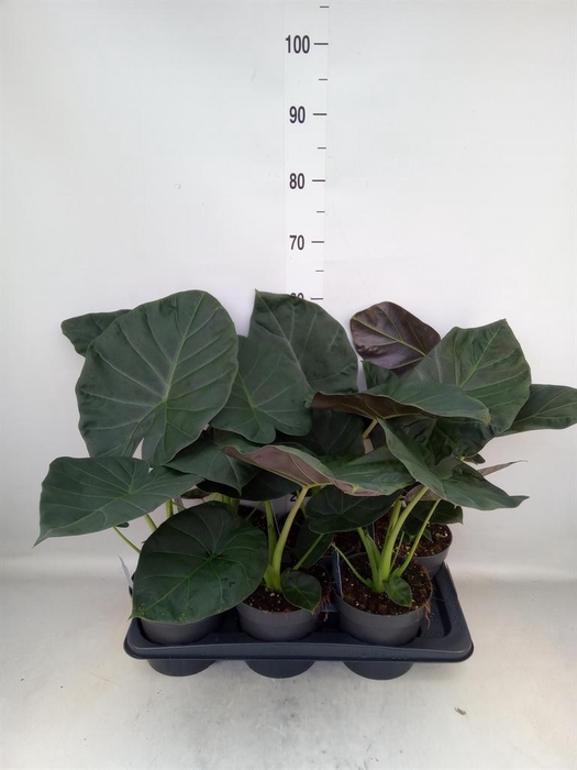 <h4>Alocasia  'Regal Shields'</h4>