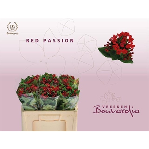 Bou En Red Passion