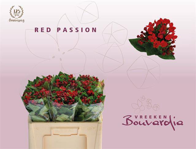 Bou En Red Passion