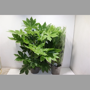 Fatsia Ov