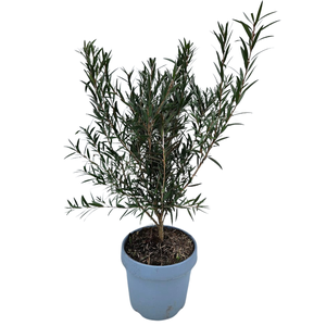 Callistemon speciosus