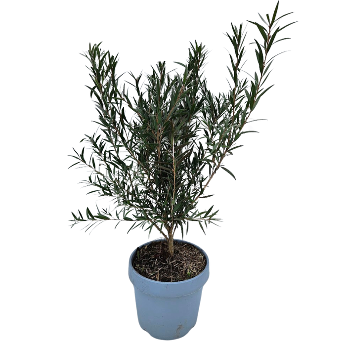 <h4>Callistemon speciosus</h4>