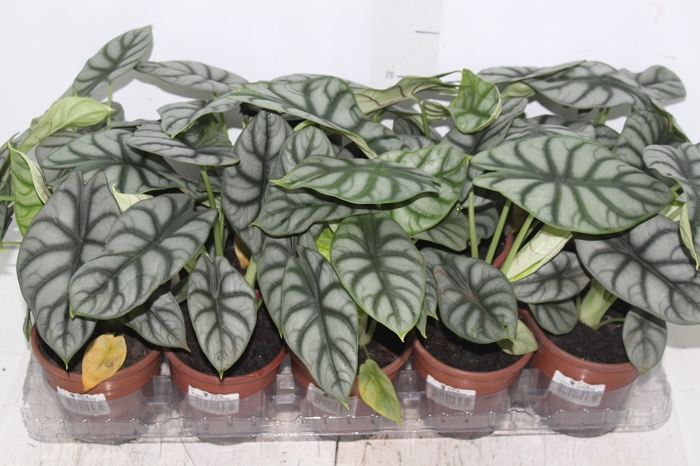 <h4>ALOCASIA SILVER DRAGON P12</h4>