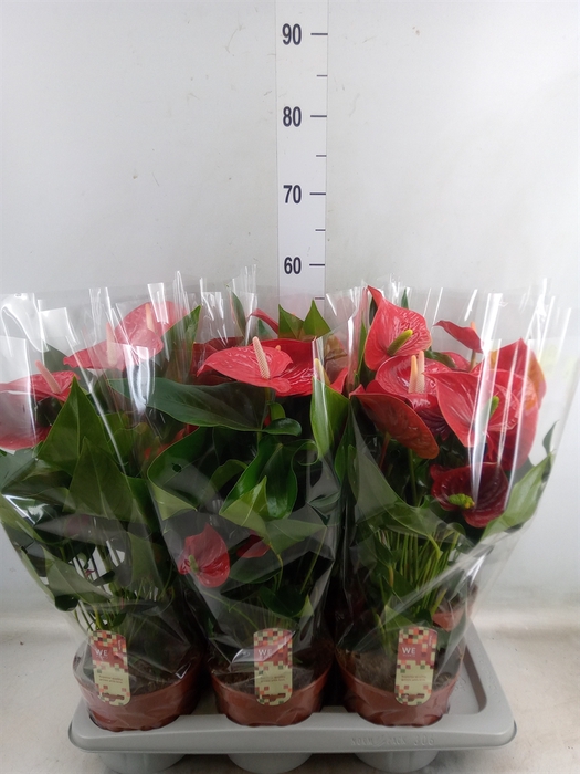 <h4>Anthurium andr. 'Felicita'</h4>