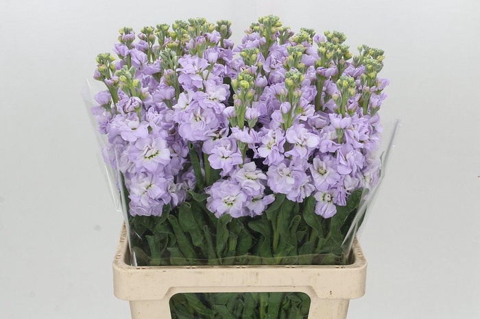 <h4>MATTH IRON MARINE</h4>