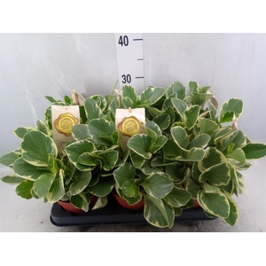 Peperomia obt. 'Variegata'