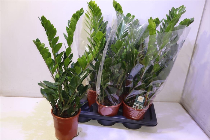 <h4>Zamio Zamiifolia</h4>