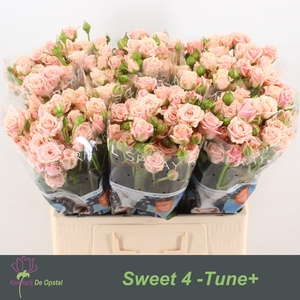 R TR SWEET 4 TUNE+